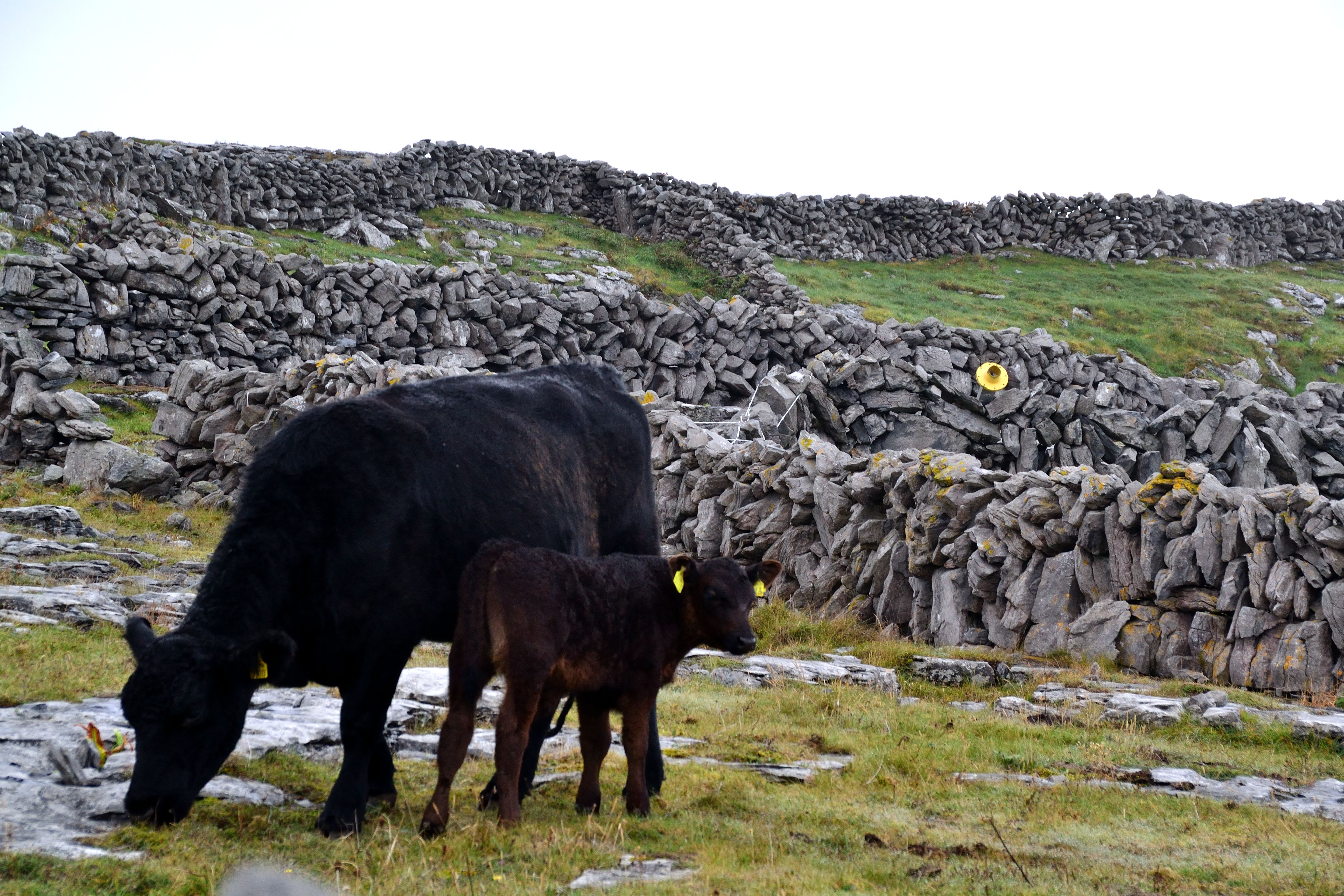 A trip to the Aran Islands