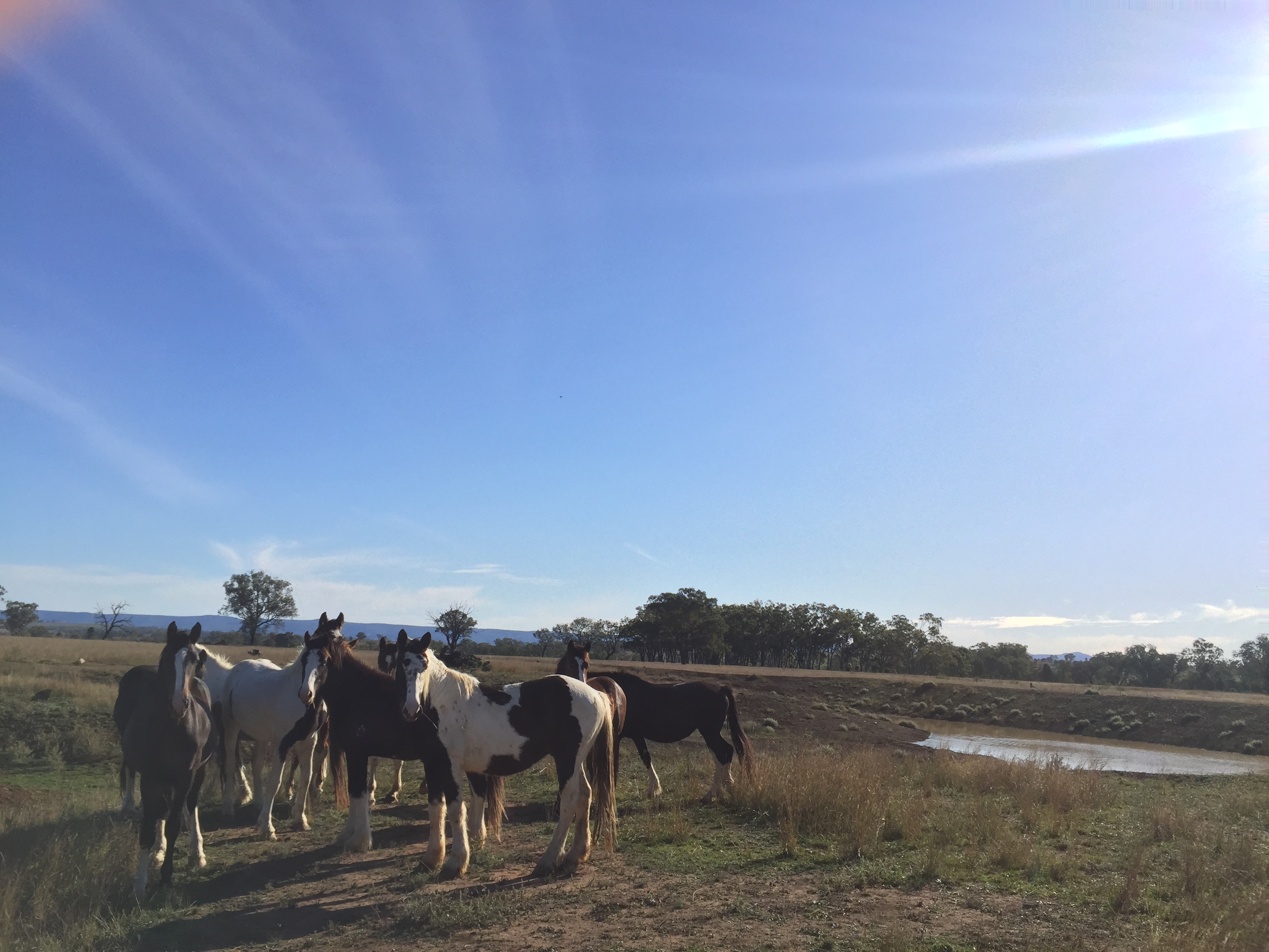 Jackaroo / Jillaroo Down Under